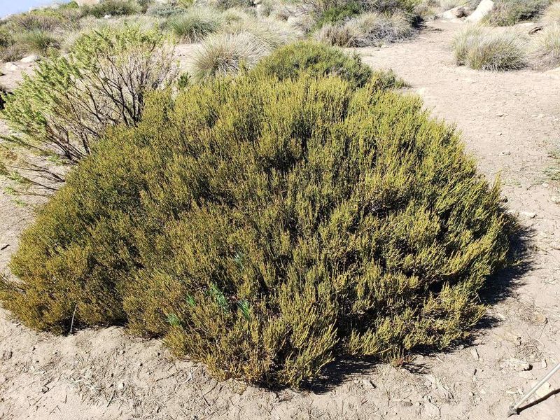 Retanilla ephedra, photographed by Cesar Ormazabal
