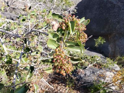 Schinus montana, photographed by Cesar Ormazabal