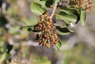 Schinus montana, photographed by Cesar Ormazabal