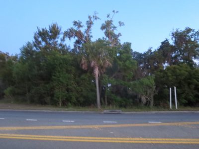 Sabal palmetto, photographed by Nonbinary-Naturalist