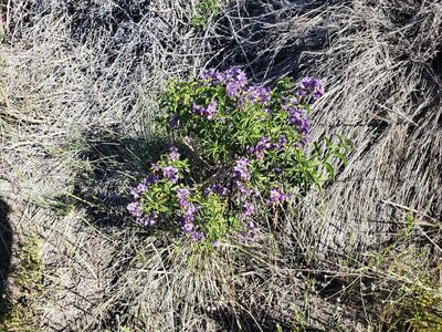 Solanum crispum, photographed by Cesar Ormazabal