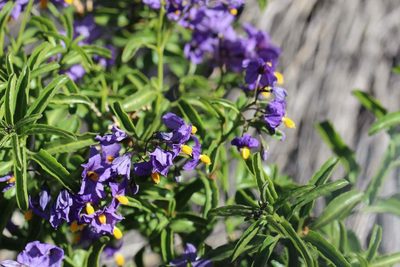 Solanum crispum, photographed by Cesar Ormazabal