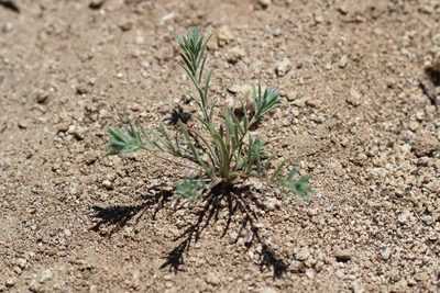 Chaetanthera linearis, photographed by Cesar Ormazabal