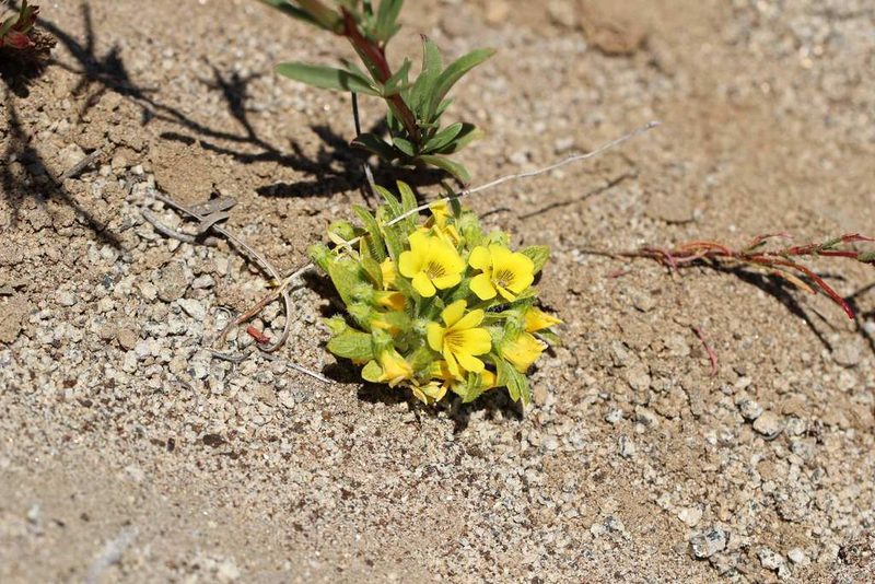 Viola pusilla, photographed by Cesar Ormazabal