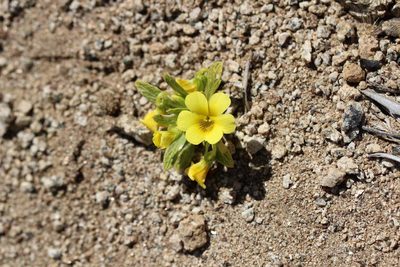 Viola pusilla, photographed by Cesar Ormazabal