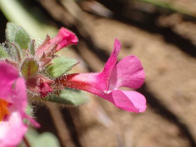 Diplacus johnstonii, photographed by George Williams