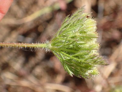 Daucus pusillus, photographed by George Williams