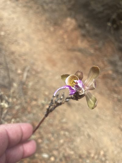 Psychilis macconnelliae, photographed by Sara L Giles