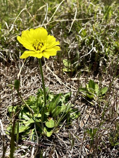 Pyrrhopappus grandiflorus, photographed by Cheryl McCleary-Catalano