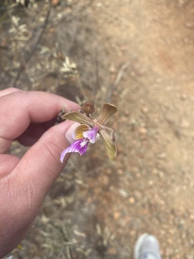 Psychilis macconnelliae, photographed by Sara L Giles