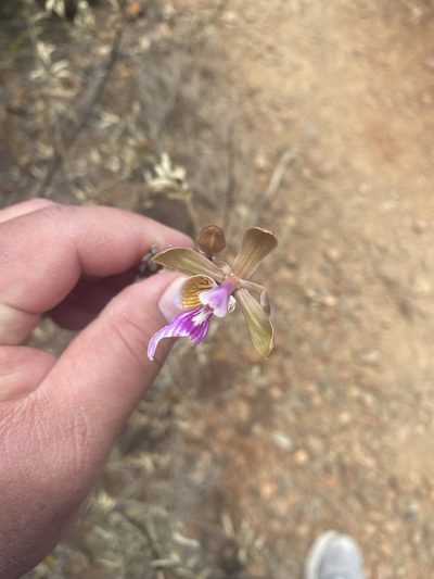 Psychilis macconnelliae, photographed by Sara L Giles