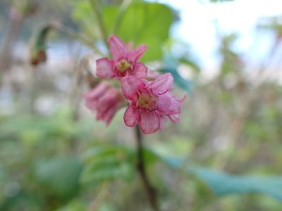 Ribes sanguineum, photographed by James H. Thomas