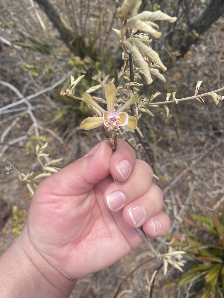Psychilis macconnelliae, photographed by Sara L Giles