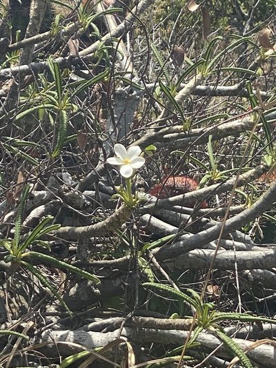 Plumeria alba, photographed by Sara L Giles