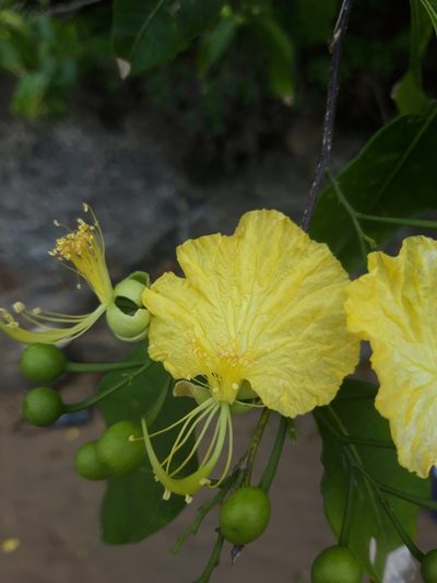 Swartzia simplex, photographed by keesgroenendijk