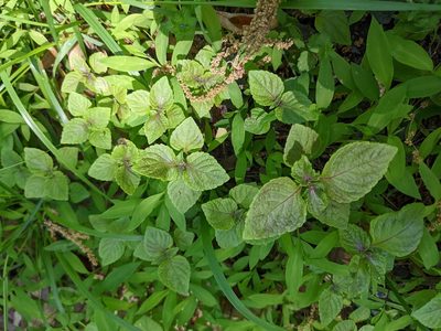 Perilla frutescens, photographed by stephen
