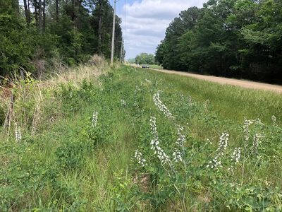 Baptisia lactea, photographed by John Kees