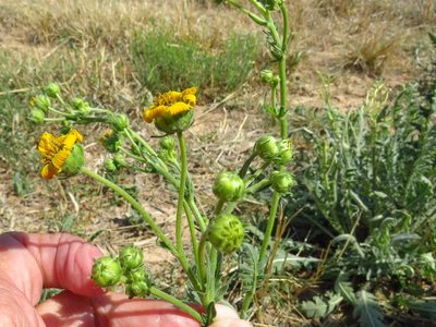 Engelmannia peristenia, photographed by Annika Lindqvist