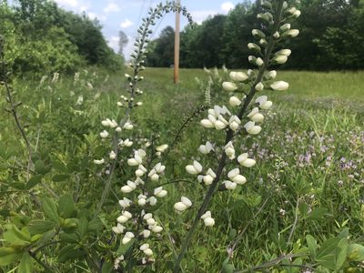 Baptisia lactea, photographed by John Kees