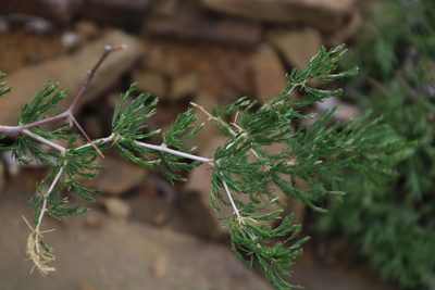 Asparagus burchellii, photographed by Tony Rebelo