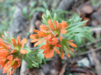 Castilleja hispida, photographed by James H. Thomas
