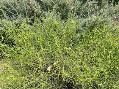 Gutierrezia californica