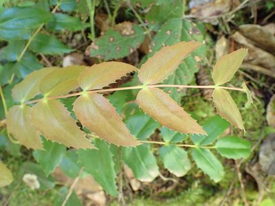 Berberis nervosa, photographed by James H. Thomas