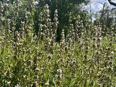 Salvia mellifera, photographed by Chuck Wilson