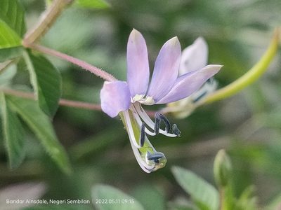 Cleome rutidosperma, photographed by Ong Jyh Seng
