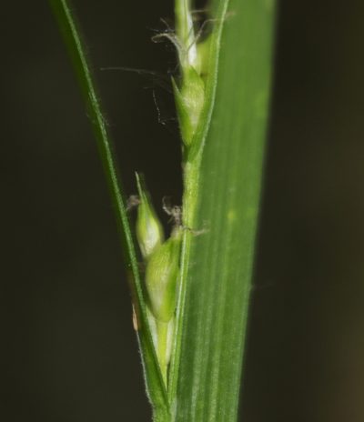 Carex hitchcockiana, photographed by aarongunnar