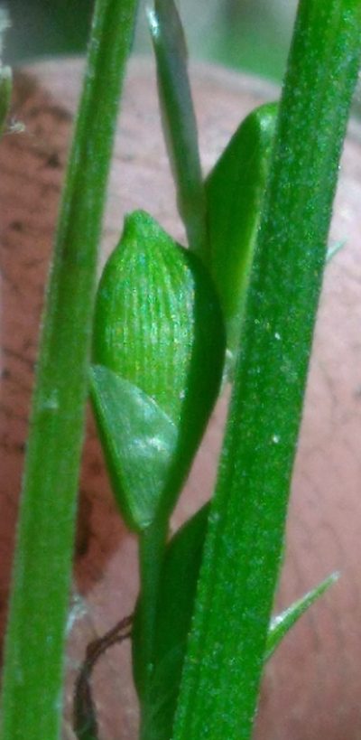 Carex impressinervia, photographed by Scott Ward