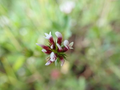 Trifolium variegatum, photographed by James H. Thomas
