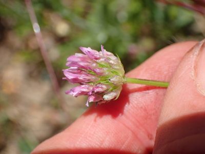 Trifolium ciliolatum