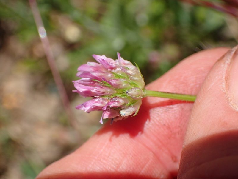 Trifolium ciliolatum, photographed by George Williams