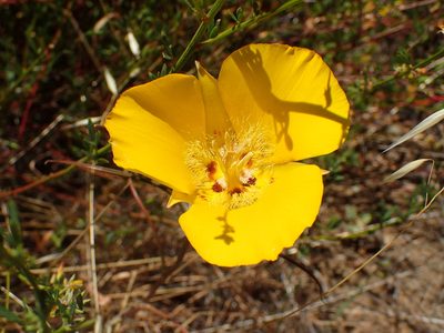Calochortus clavatus, photographed by George Williams