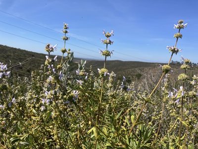 Salvia mellifera, photographed by Jess Mullins