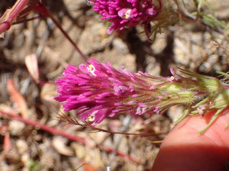 Castilleja exserta, photographed by George Williams