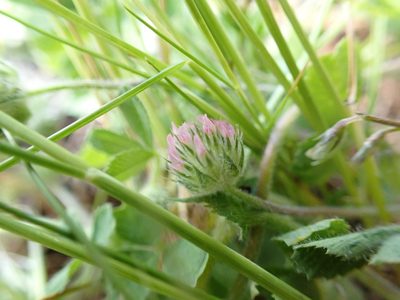 Trifolium microcephalum, photographed by James H. Thomas