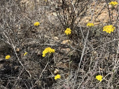 Eriophyllum confertiflorum, photographed by Jess Mullins