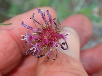 Trifolium willdenovii, photographed by George Williams