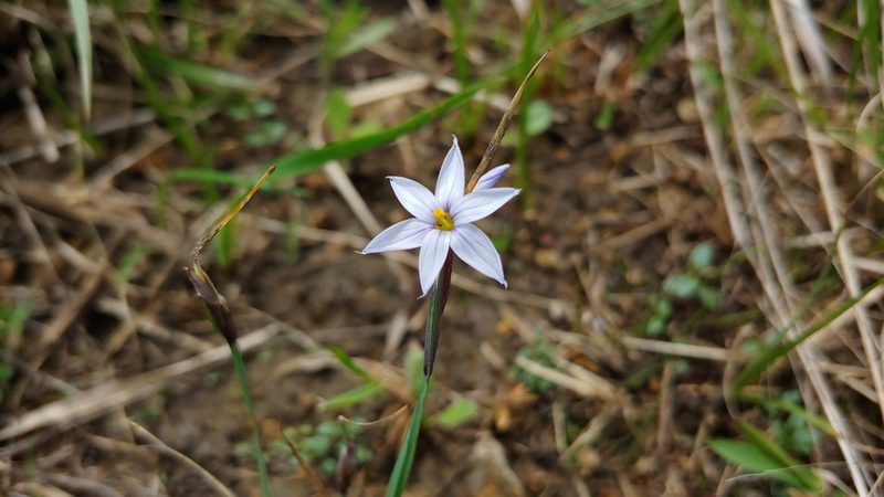 Sisyrinchium campestre, photographed by Ryan Sorrells