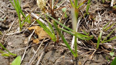 Carex meadii, photographed by Ryan Sorrells