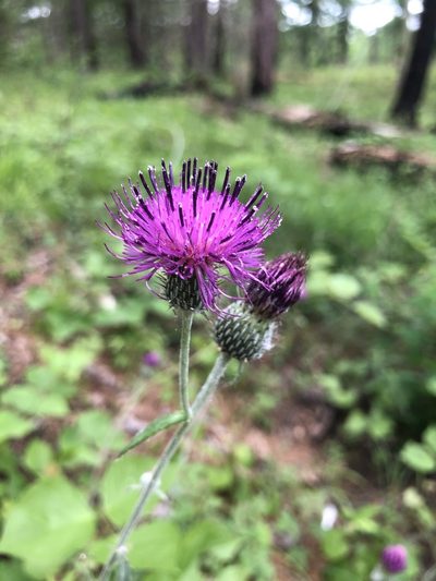 Cirsium carolinianum, photographed by John Kees