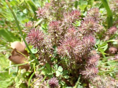 Triphysaria pusilla, photographed by James H. Thomas