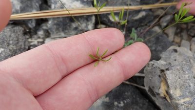 Tomostima reptans, photographed by Ryan Sorrells
