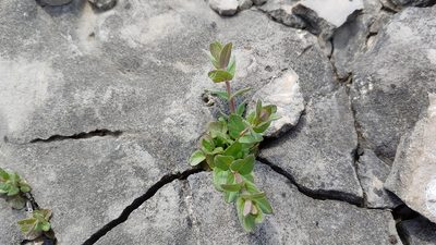 Scutellaria parvula, photographed by Ryan Sorrells