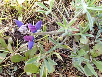 Lupinus bicolor, photographed by James H. Thomas