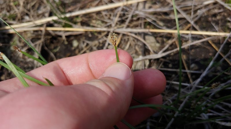 Eleocharis compressa, photographed by Ryan Sorrells