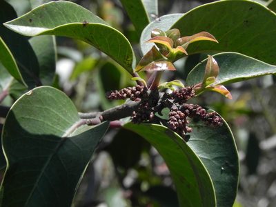 Rhus ovata, photographed by James C. Davis