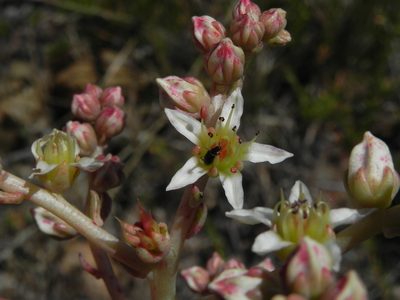 Dudleya edulis, photographed by James C. Davis